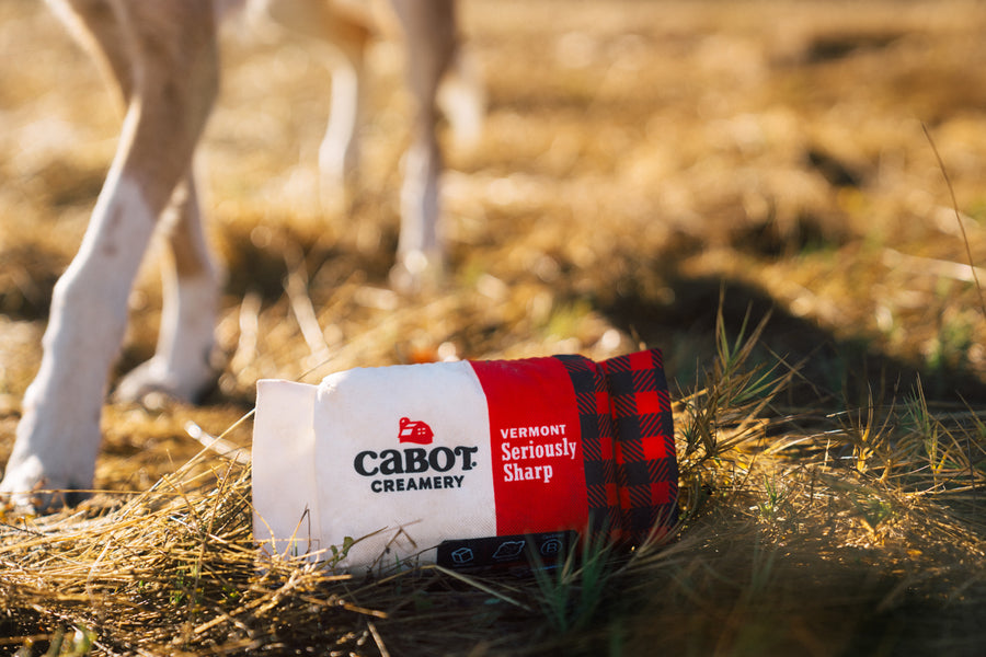 Cabot Creamery x P.L.A.Y. Seriously Sharp Squeaker in grass in front of dog's paws