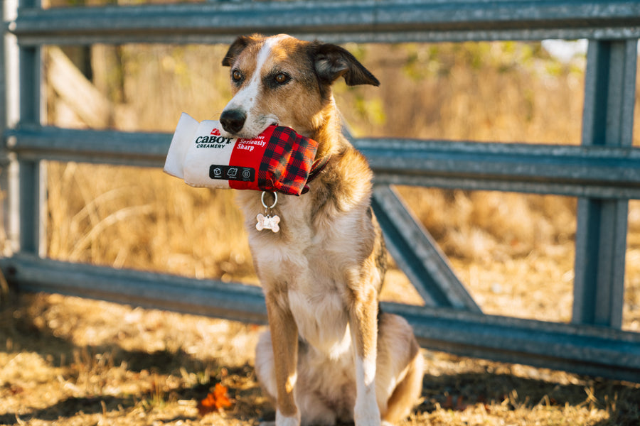 Cabot Creamery x P.L.A.Y. Seriously Sharp Squeaker in dog's mouth sitting in front of a metal farm gate staring into the distance