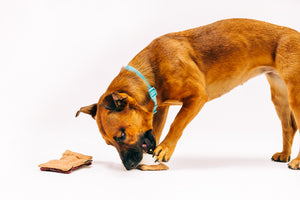 Camp Corbin Collection by P.L.A.Y. Gimme S'more Toy - long brown dog playing with one side of the toy with other piece in front of them