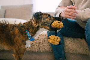 Mini Pup Cup Cafe Collection - small dog with cookies in its mouth bringing it to human who is sitting on a couch