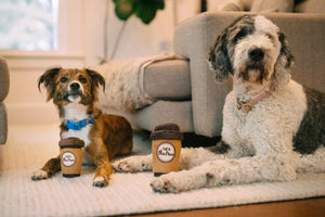 Pup Cup Cafe Collection by P.L.A.Y. - Lifestyle of image with small and big dog sitting with extra-small and medium toys between their paws to show size  looking into camera in the living room