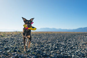 P.L.A.Y. Camp Corbin K9 Kayak Toy in dog's mouth running on a rocky beach outdoors