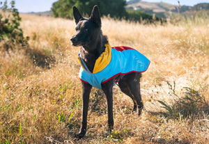 P.L.A.Y. Trailblazing Coats - beautiful black dog in field in fall wearing Sunset colorway looking off into the distance