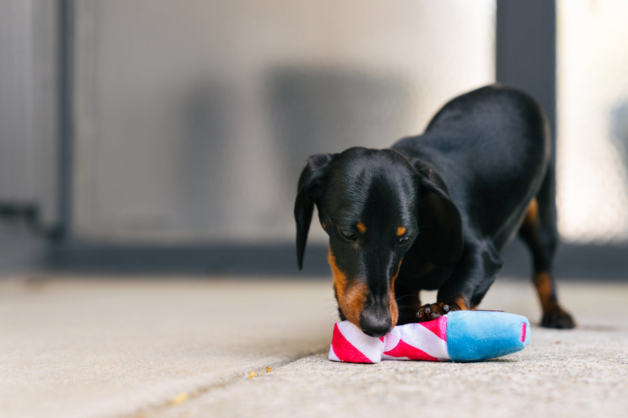 P.L.A.Y. Mini Party Time Collection - Raise the Woof Party Horn Toy on concrete with black wiener dog biting the end