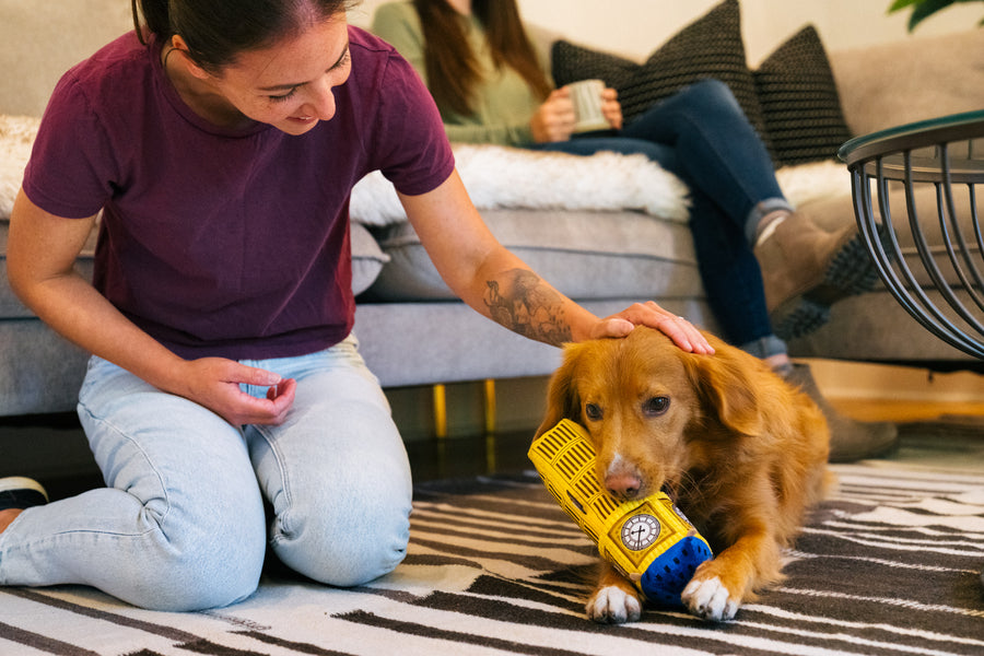 P.L.A.Y. Totally Touristy Big Ben Toy - brown fluffy dog playing with medium size on living room floor with dog mom smiling down and patting their head