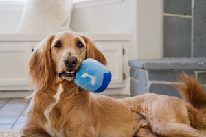 Paw-nukkah Collection Doggy Dreidel Toy - handle of toy in the mouth of brown down so it's hanging out of its mouth while laying down giving the camera a serious look