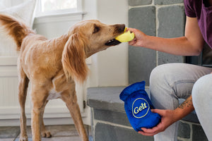 P.L.A.Y. Paw-nukkah Collection Gelt-y Treats Toy - dog chomping on the coin while human holds onto it while also holding the blue bag in their hand