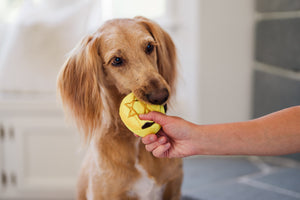 P.L.A.Y. Paw-nukkah Collection Gelt-y Treats Toy - dog biting down on coin while human is holding on