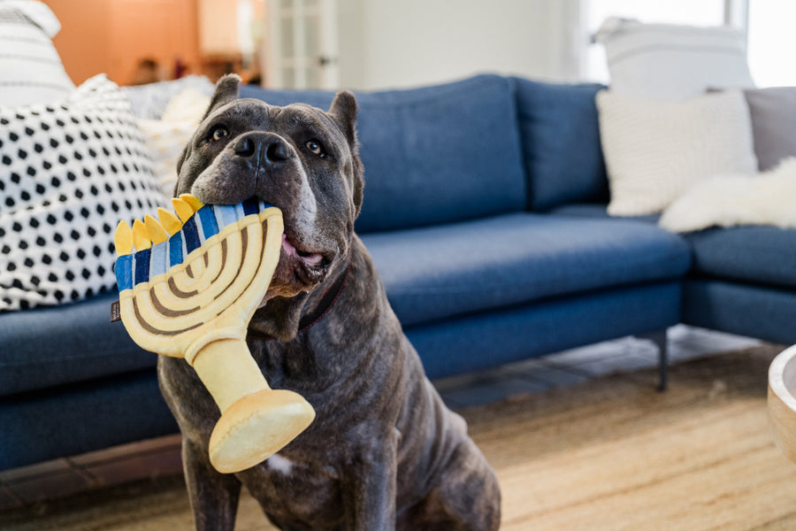 P.L.A.Y. Paw-nukkah Collection Menorah Toy - big black dog holding by candles in mouth in front of a blue couch looking up