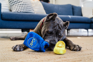 P.L.A.Y. Paw-nukkah Collection Gelt-y Treats Toy - blue bag laying on a rug in front of big black dog's snout with gold coin next to it as dog sniffs both