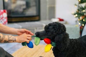 P.L.A.Y. Home for the Holidays Twinkly Tugger Toy - human and black Poodle playing tug with the toy both holding onto the rope with fireplace in the background