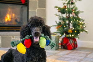 P.L.A.Y. Home for the Holidays Twinkly Tugger Toy - in the mouth of a smiling Black Poodle with a fireplace and a Christmas Tree in background