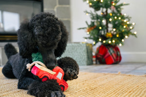 Home for the Holidays Holiday Hauler Toy - Black Poodle playing with truck on a woven rug in front of a Christmas Tree