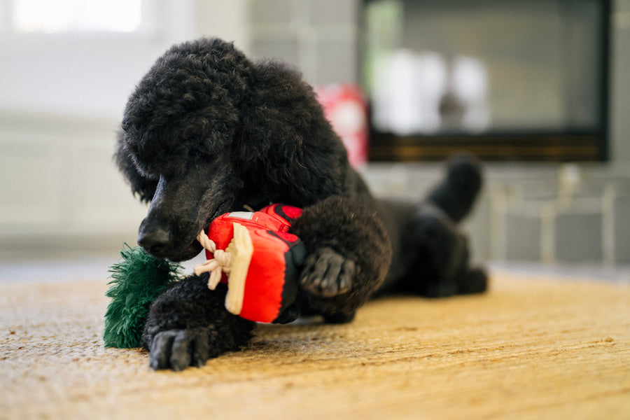 Home for the Holidays Holiday Hauler Toy - Black Poodle biting on the rope tugging the tree on the red truck on a woven rug in front of a fireplace