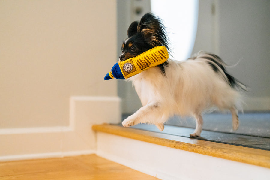 P.L.A.Y. Totally Touristy Big Ben Toy - XS size toy in mouth of little white fluffy dog running down the stairs from the entryway