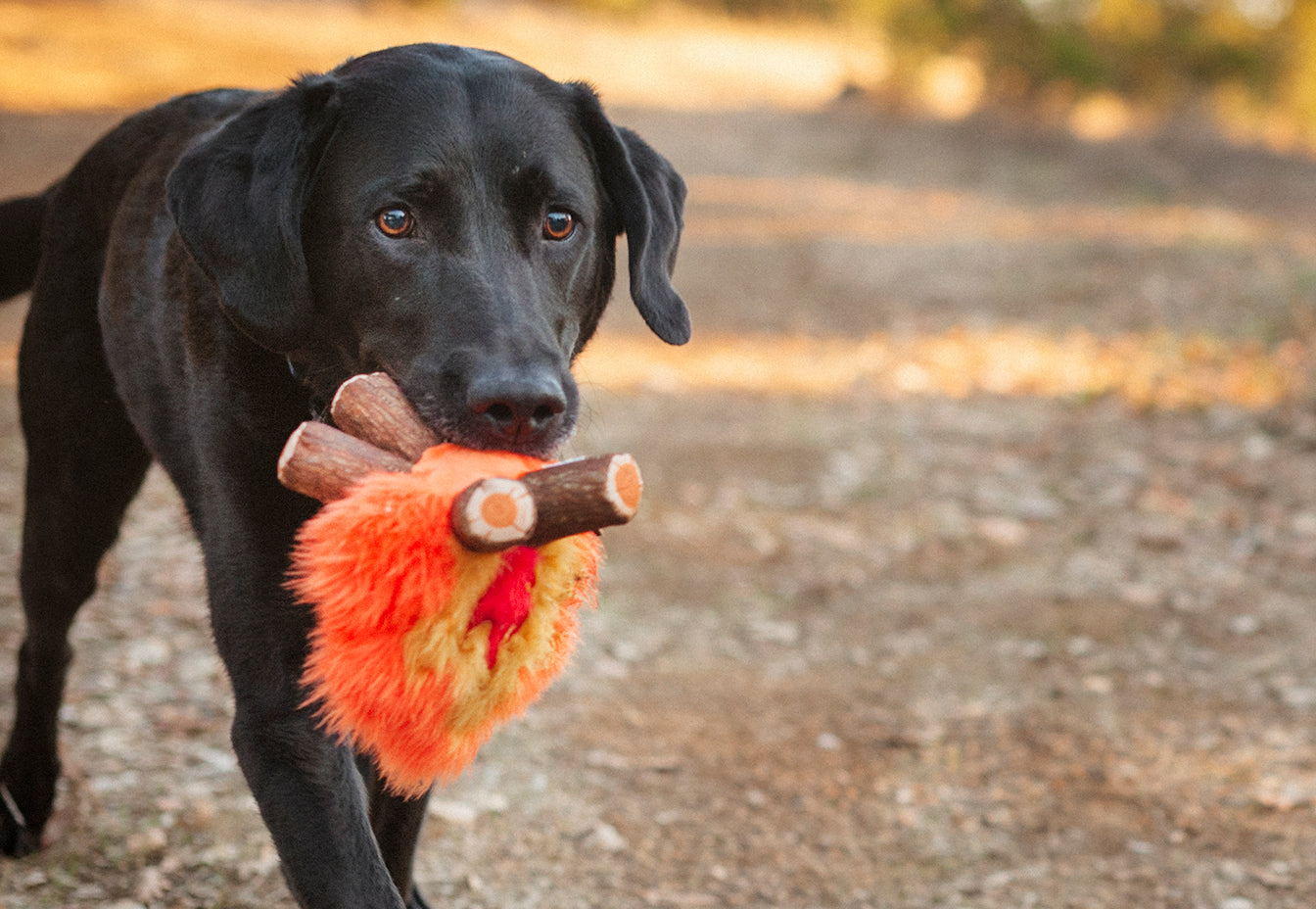 Camp Corbin Plush Dog Toy Collection by P.L.A.Y.