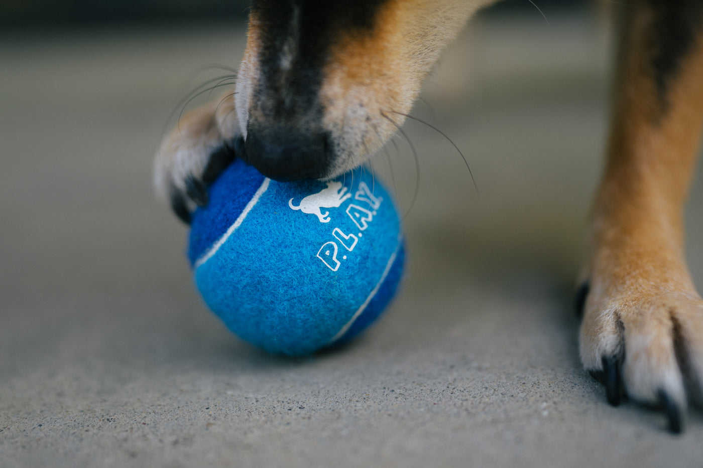 Fun, Bouncy Dog Tennis Balls – P.L.A.Y.